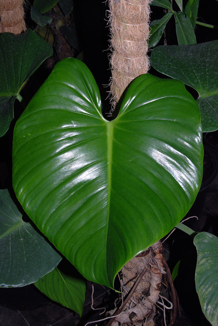 Philodendron kautskyi