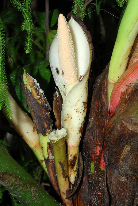 Philodendron kroemeri