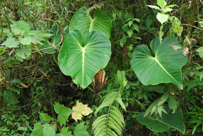 Philodendron kroemeri