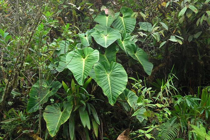 Philodendron kroemeri