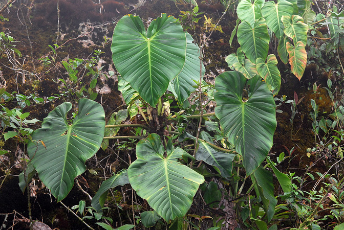 Philodendron kroemeri
