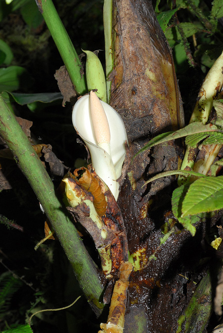 Philodendron kroemeri
