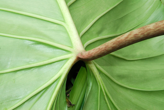 Philodendron kroemeri