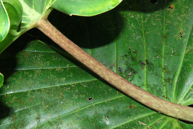 Philodendron kroemeri