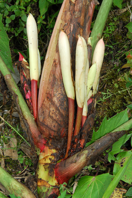 Philodendron kroemeri