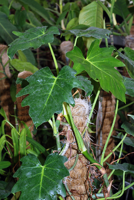 Philodendron lacerum