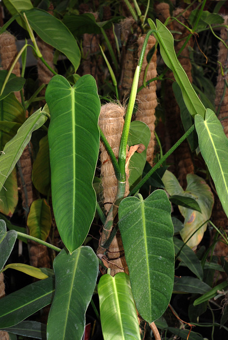 Philodendron lancigerum