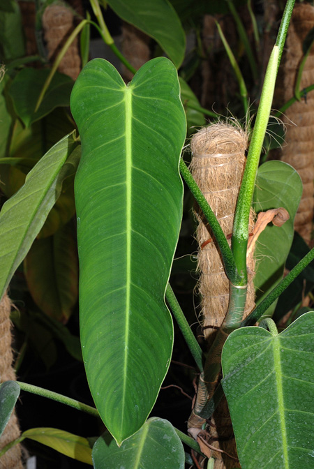 Philodendron lancigerum