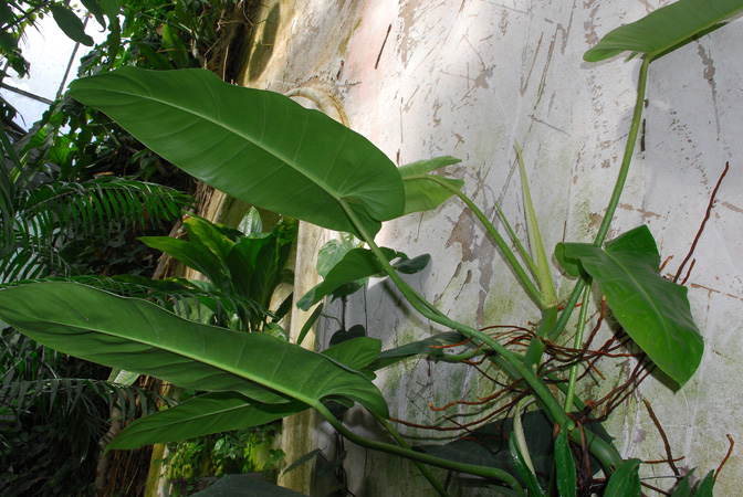 Philodendron lancigerum