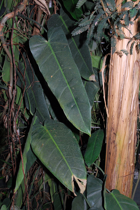 Philodendron lancigerum