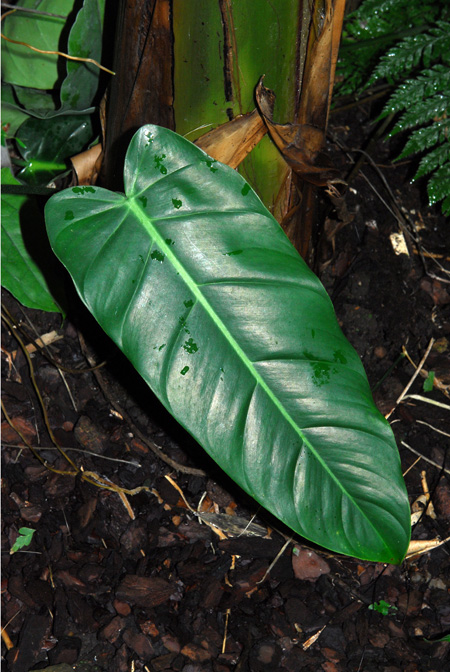 Philodendron lancigerum