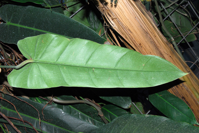 Philodendron lancigerum