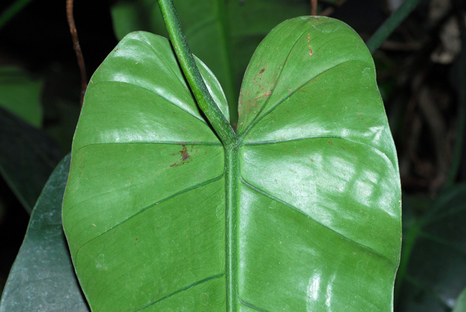 Philodendron lancigerum