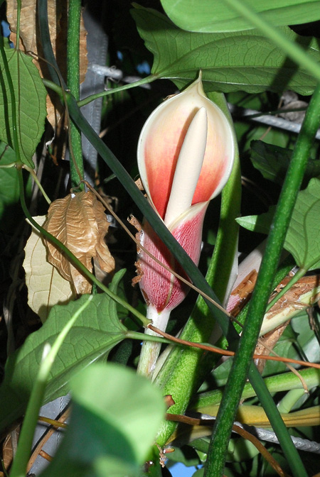 Philodendron lancigerum