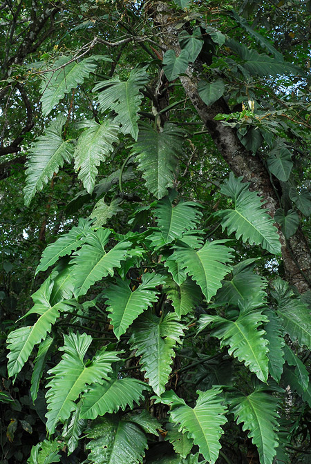 Philodendron leyvae