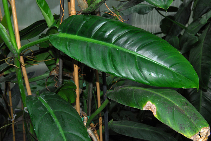 Philodendron ligulatum