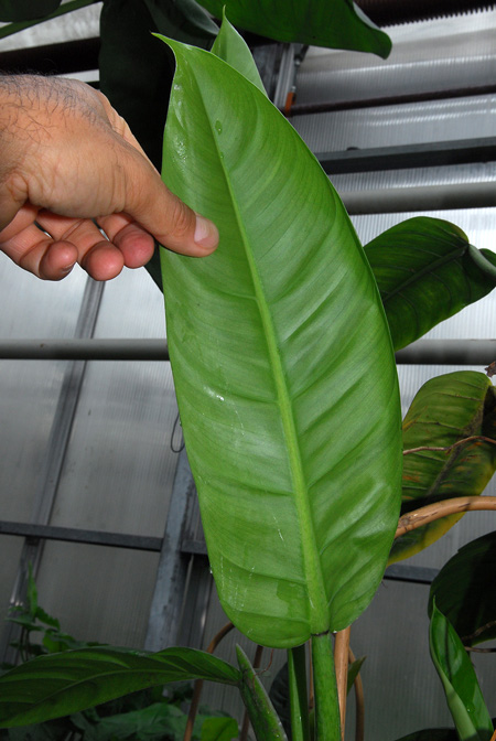 Philodendron ligulatum
