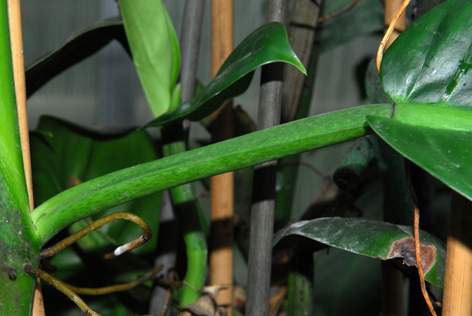 Philodendron ligulatum