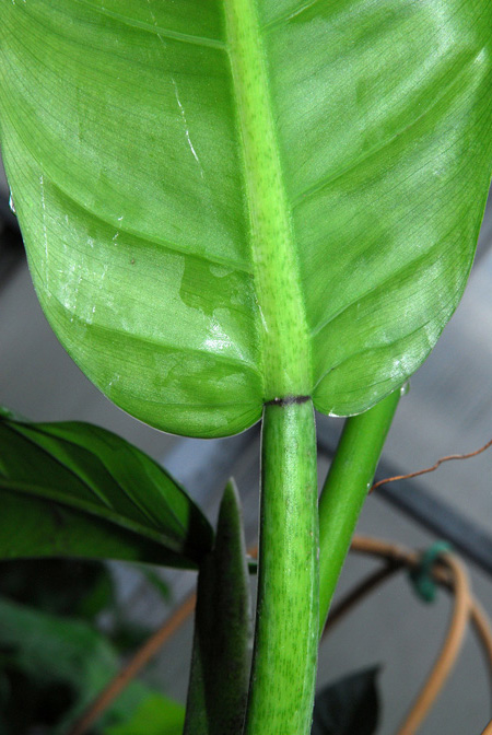 Philodendron ligulatum
