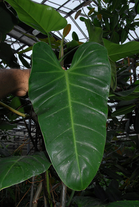 Philodendron lindenii
