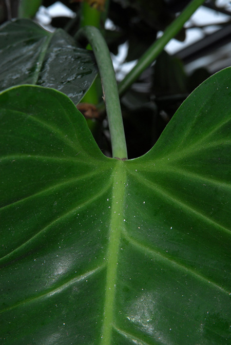 Philodendron lindenii