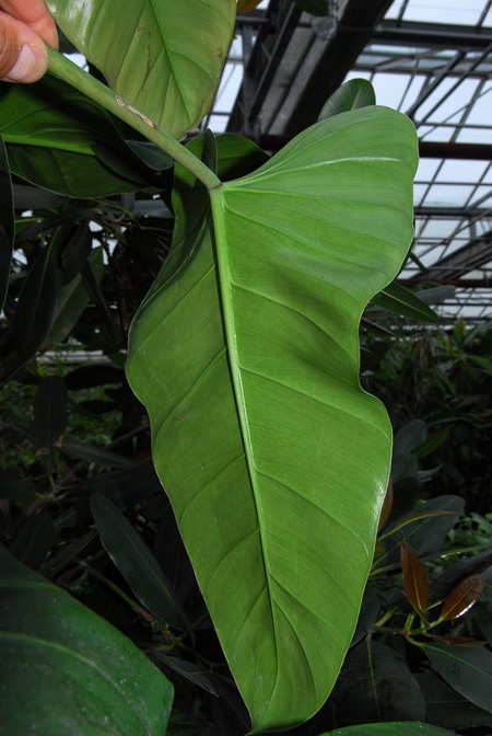 Philodendron lindenii