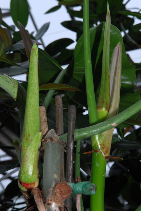 Philodendron lindenii