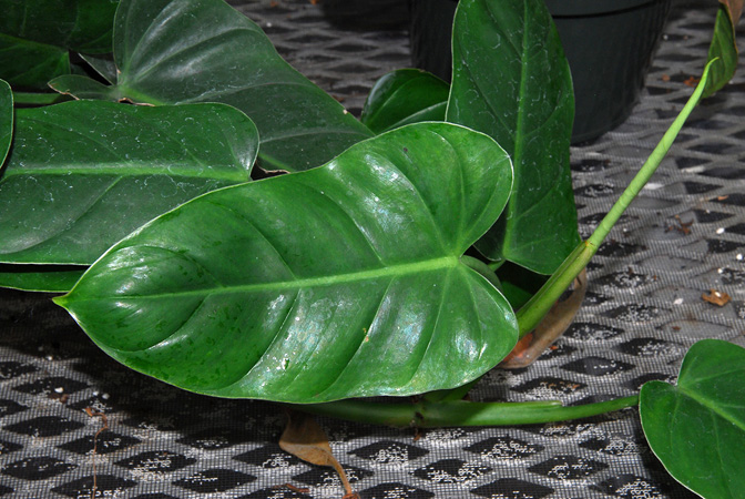 Philodendron lindenii