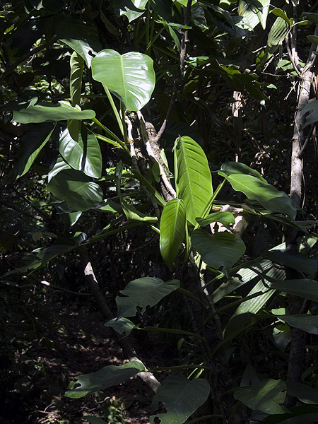 Philodendron lingulatum