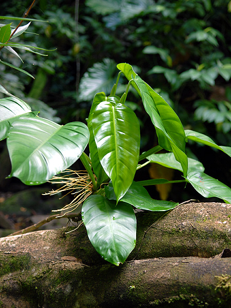 Philodendron lingulatum