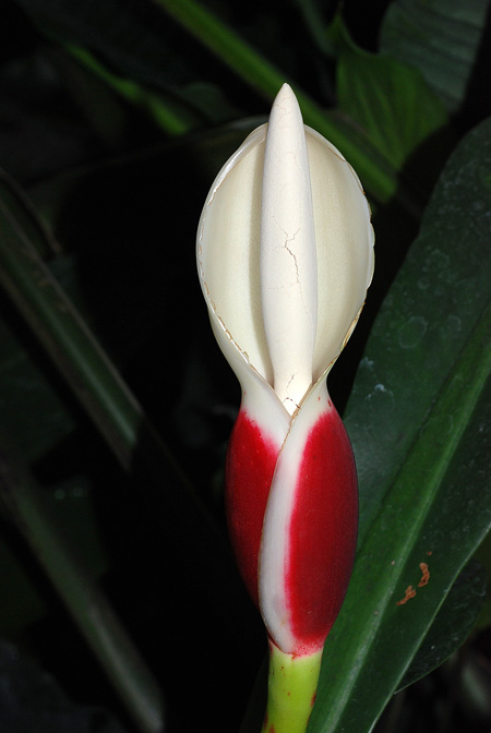 Philodendron linnaei