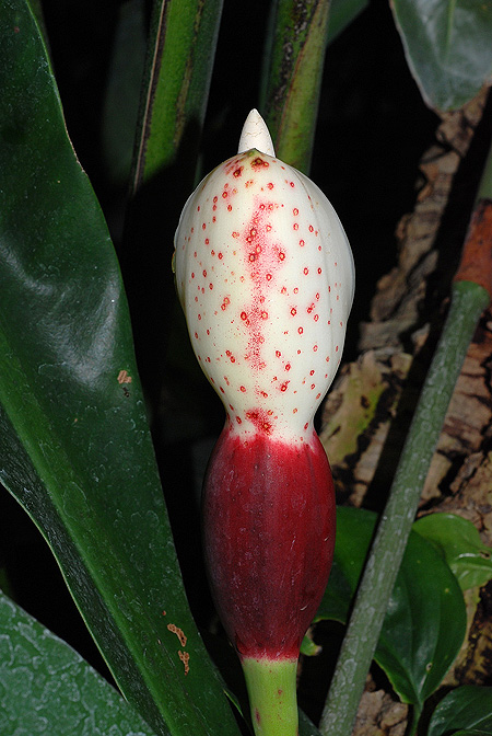 Philodendron linnaei