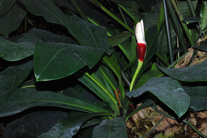Philodendron linnaei