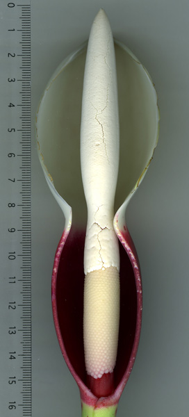 Philodendron linnaei