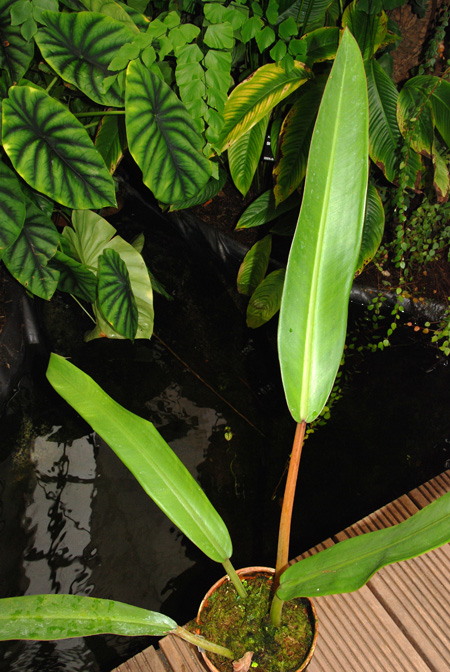Philodendron longilaminatum