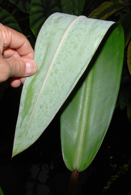 Philodendron longilaminatum