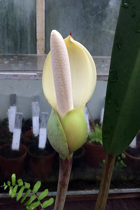 Philodendron longilaminatum