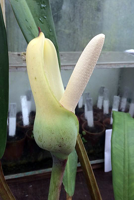 Philodendron longilaminatum