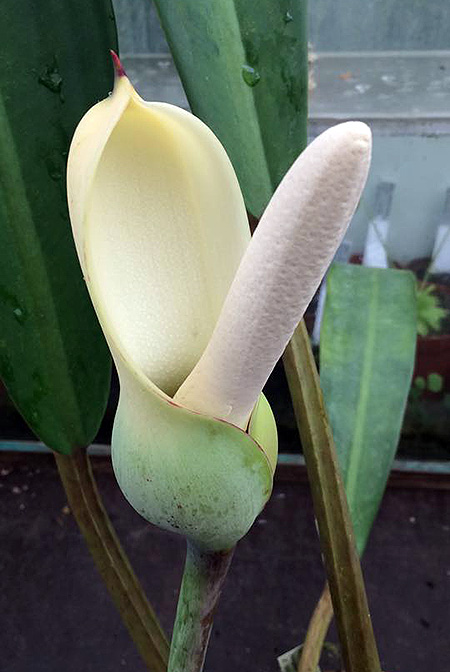 Philodendron longilaminatum