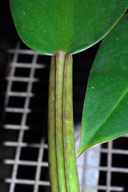 Philodendron longilaminatum
