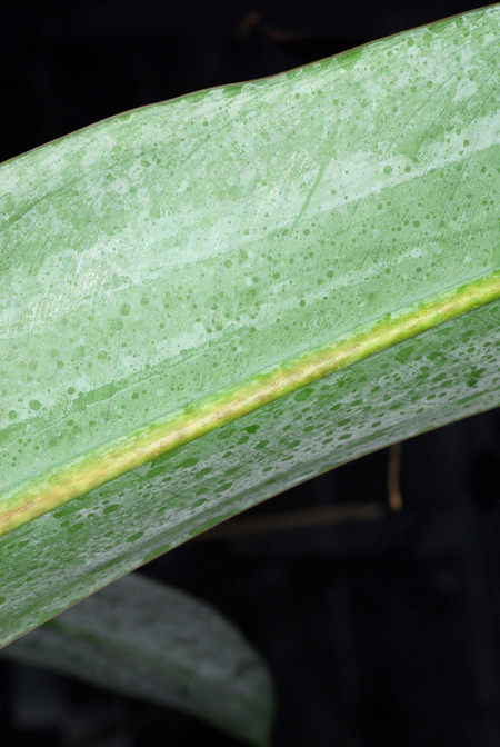 Philodendron longilaminatum