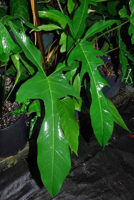 Philodendron longilobatum