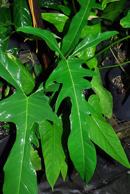 Philodendron longilobatum