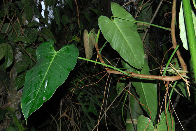 Philodendron longirrhizum