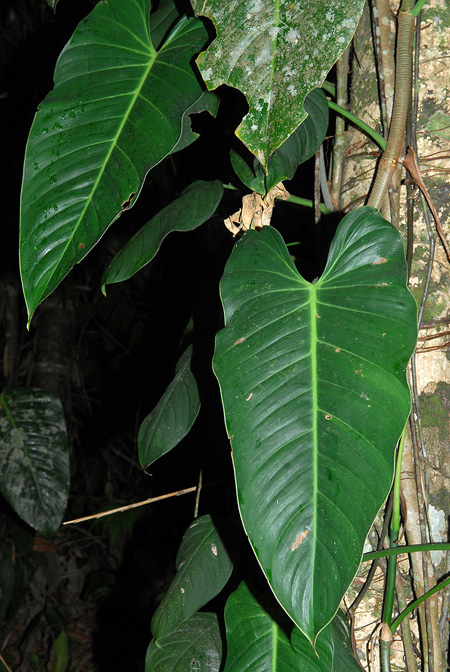 Philodendron longirrhizum
