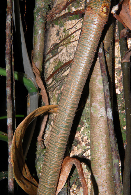 Philodendron longirrhizum