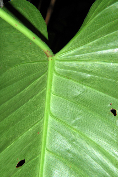 Philodendron longirrhizum