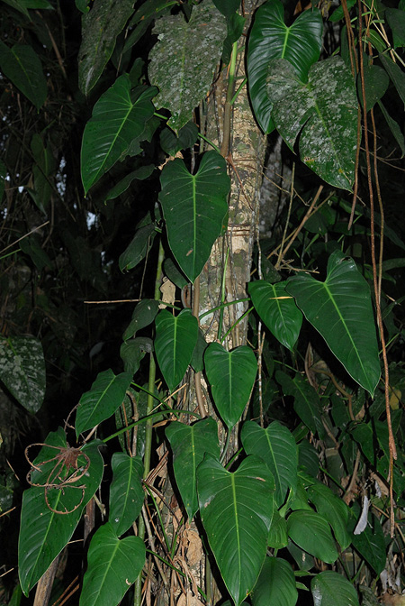 Philodendron longirrhizum