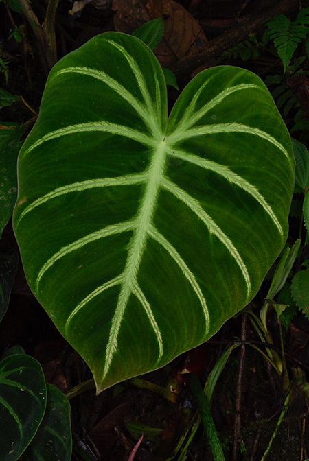 Philodendron luxurians