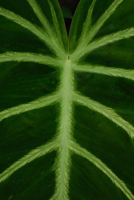 Philodendron luxurians